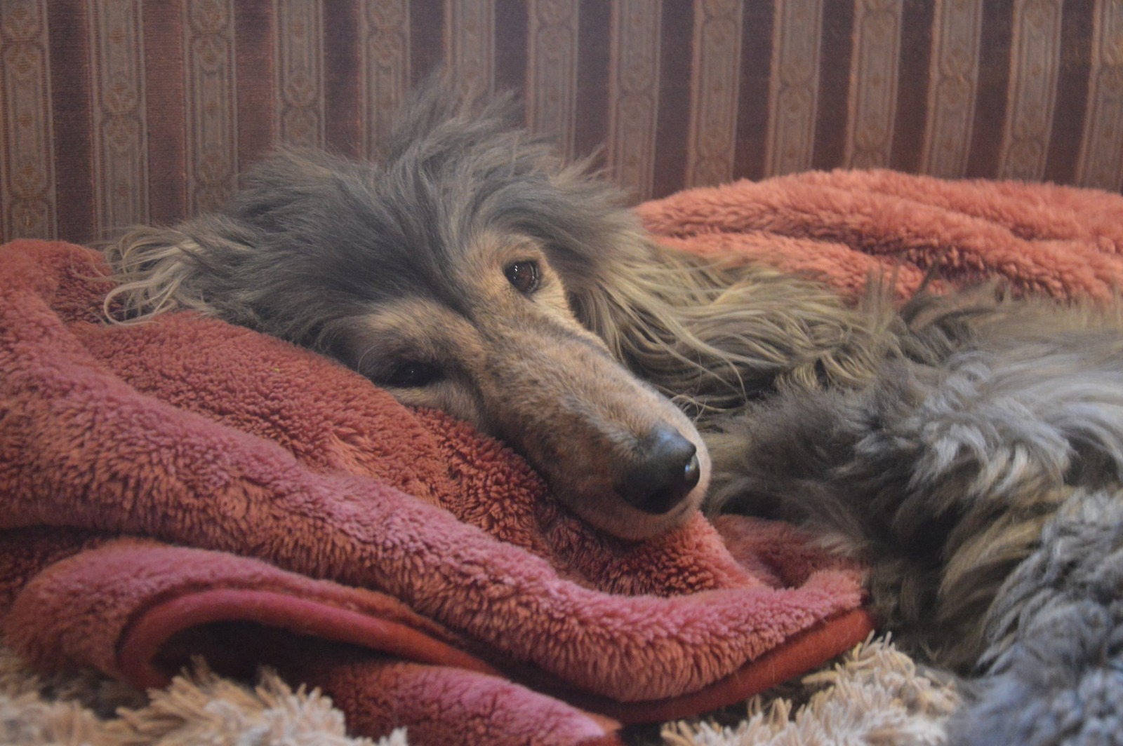 Afghanen-Hündin: Batul